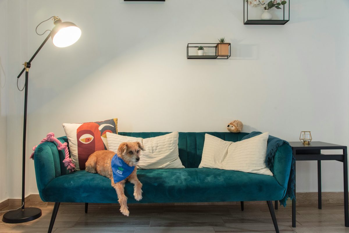 Minimalist Dog Parenting: Focus on Connection, Not Clutter